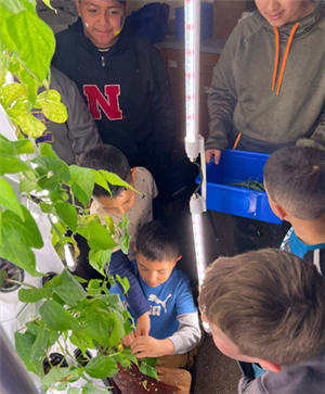 Students picking beans from garden.